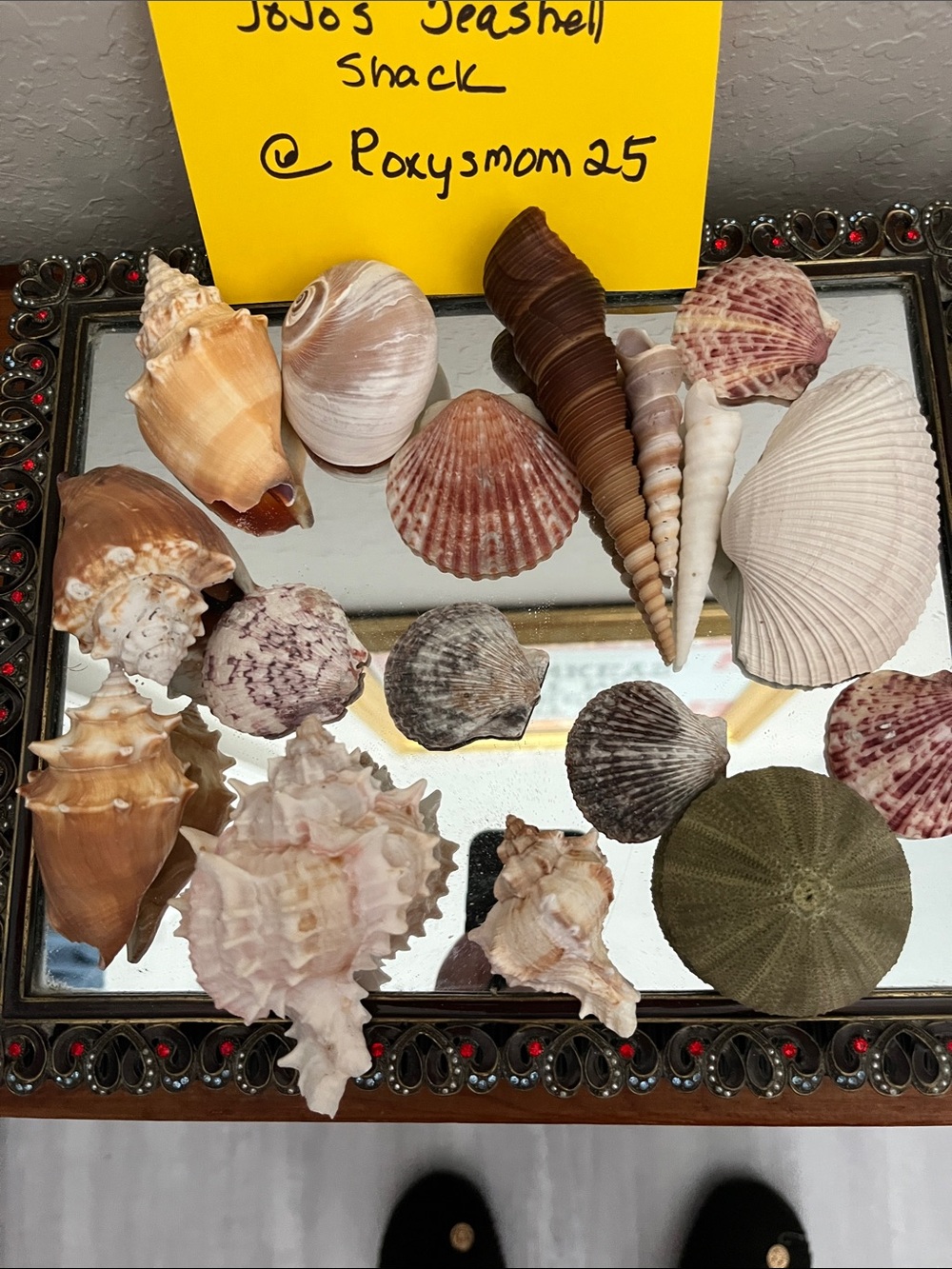 Gorgeous bundle of Natural Florida /Panama Sea shells